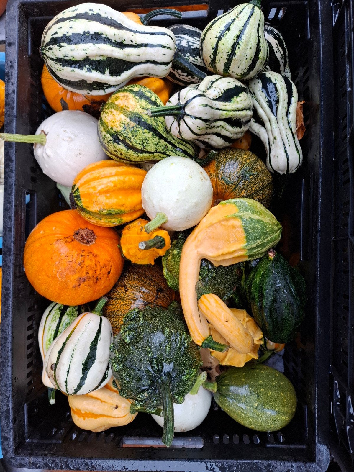 Decoratieve Sierfruit Mix - Pompoenen en Kalebas, Tuin en Terras, Ophalen