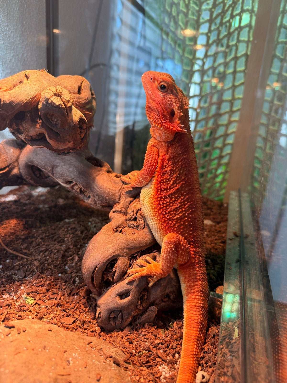 Baby baardagaam Bearded Dragon photo 13