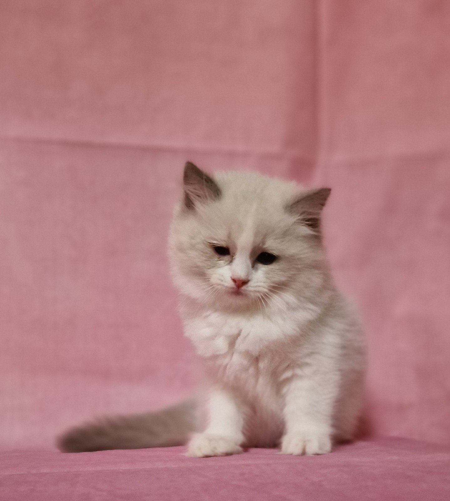 Te koop Stamboom ragdoll kittens uit geteste ouders, Meerdere dieren