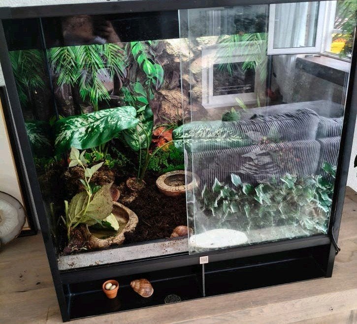 terrarium 60x40x60  compleet met agaat slakken, Ophalen of Verzenden, Zo goed als nieuw