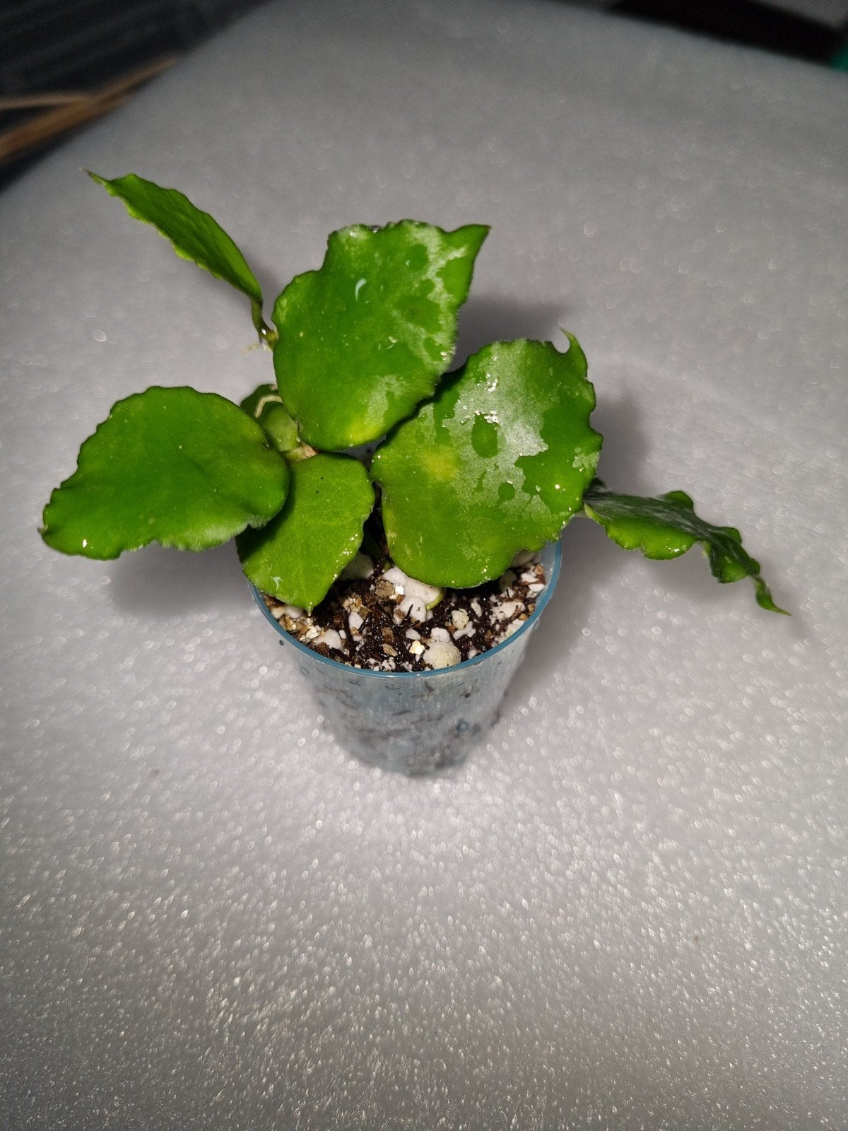 Hoya endauensis, Huis en Inrichting, Kamerplanten, Ophalen of Verzenden, Halfschaduw, Minder dan 100 cm