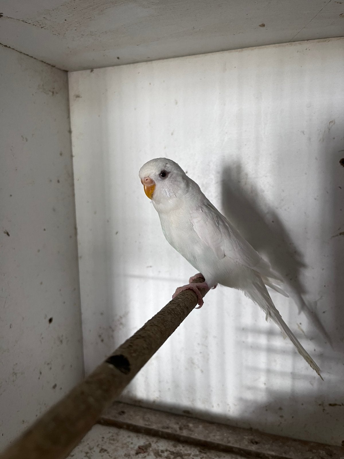 Grasparkiet vrouw, Dieren en Toebehoren, Vrouwelijk, Parkiet