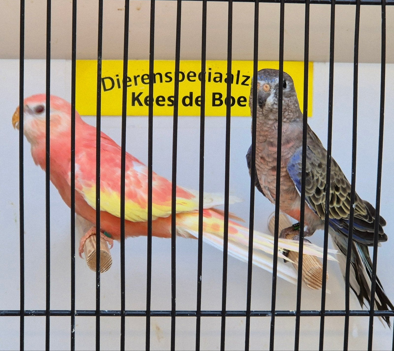 koppel bourke parkieten wildkleur x rubino