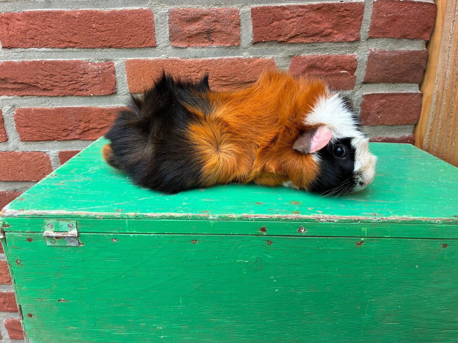 Mooie borstel zeug, Dieren en Toebehoren, Cavia, Juni, Vrouwelijk, Tam