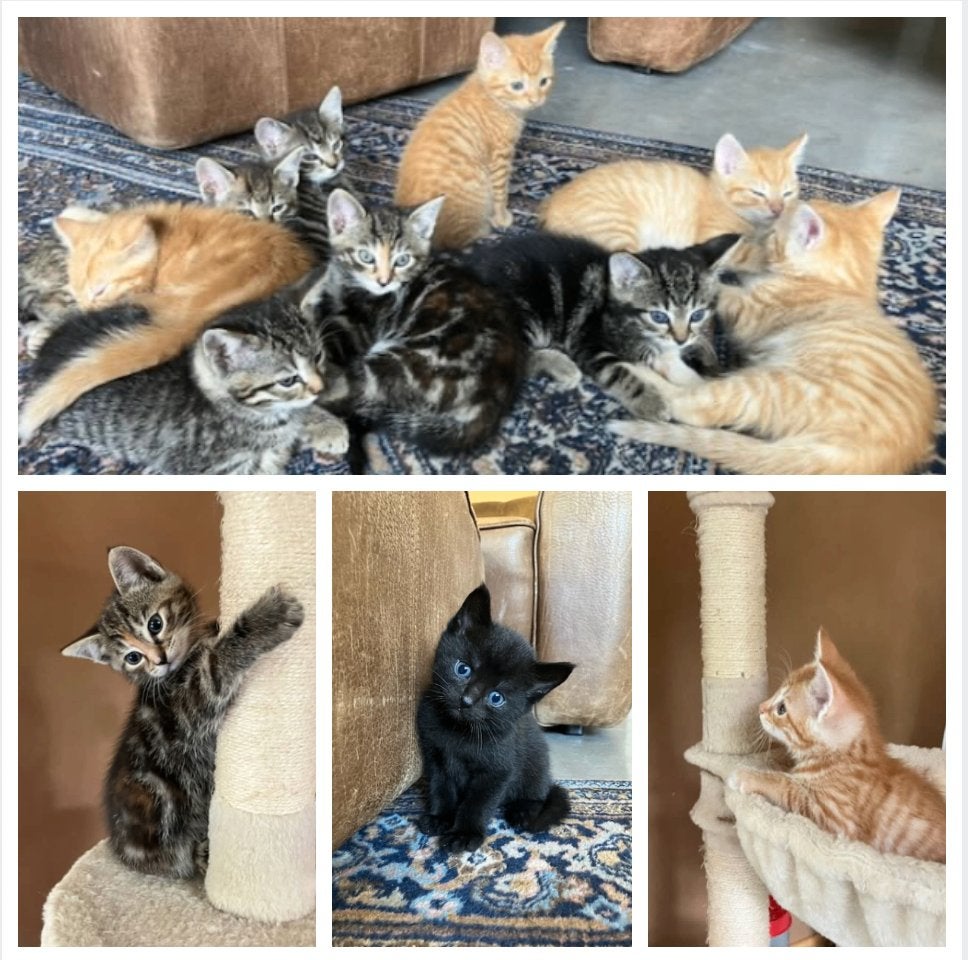 Superleuke en lieve kittens met verschillende kleurtjes, Dieren en Toebehoren, Meerdere dieren, Kortharig, 0 tot 2 jaar