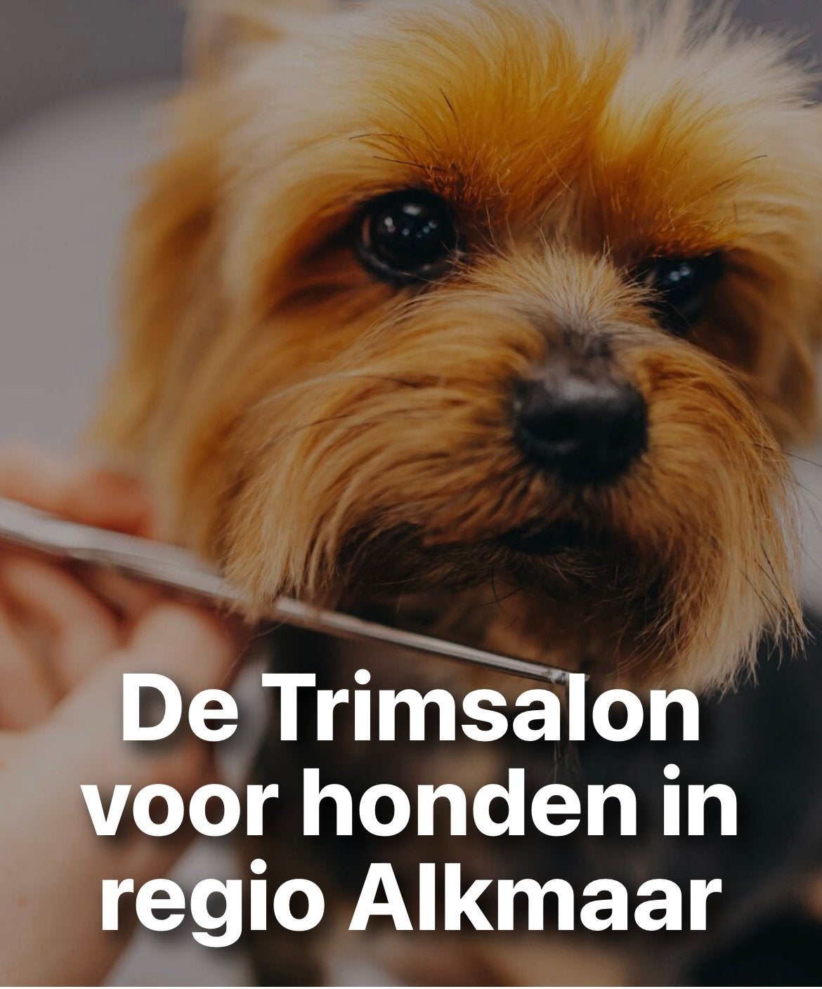Trimcursus leer je eigen hond trimmen., Ophalen, Nieuw, Nvt, Nvt