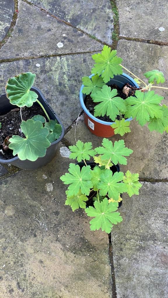 1 VROURNMANTEL 2 GERANIUMS ROZE., Tuin en Terras, Planten | Tuinplanten, Vaste plant, Overige soorten, Halfschaduw, Zomer, Ophalen of Verzenden
