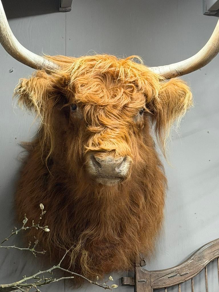 Schotse hooglander opgezet opgezette taxidermie preparaat, Verzamelen, Dierenverzamelingen, Ophalen, Nieuw, Boerderijdier, Opgezet dier