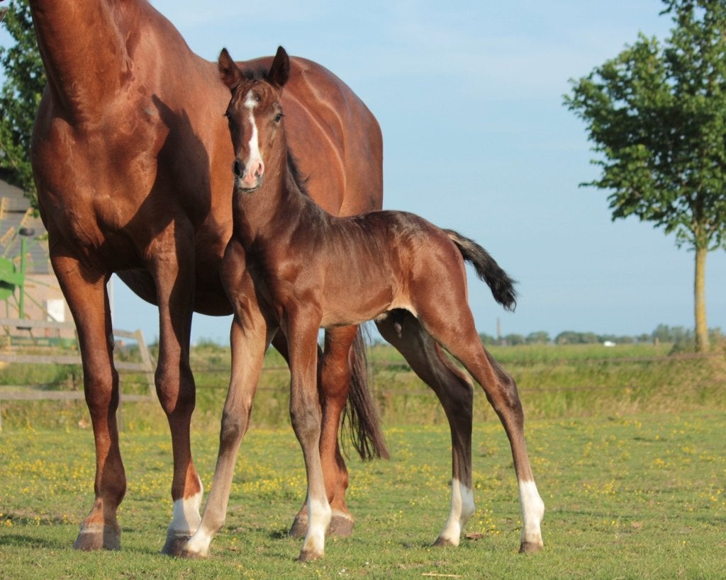 Prachtige jaarling hengst te koop van O'Toto x Elite v.Tango, Dieren en Toebehoren, Met stamboom, Dressuurpaard, 0 tot 2 jaar
