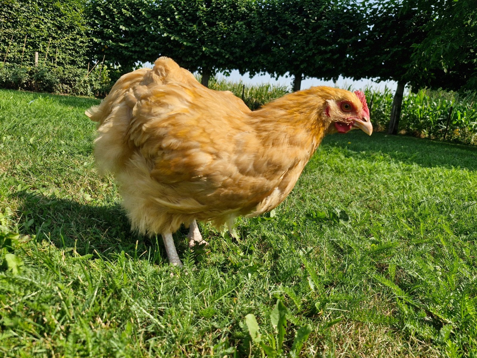 Orpington Buff, raszuiver haantje. (1 mei 2026), Mannelijk, Kip