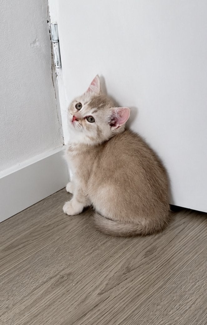Britse korthaar kitten (kater), Dieren en Toebehoren, Katten en Kittens | Raskatten | Korthaar, Meerdere dieren, Ontwormd, 0 tot 2 jaar