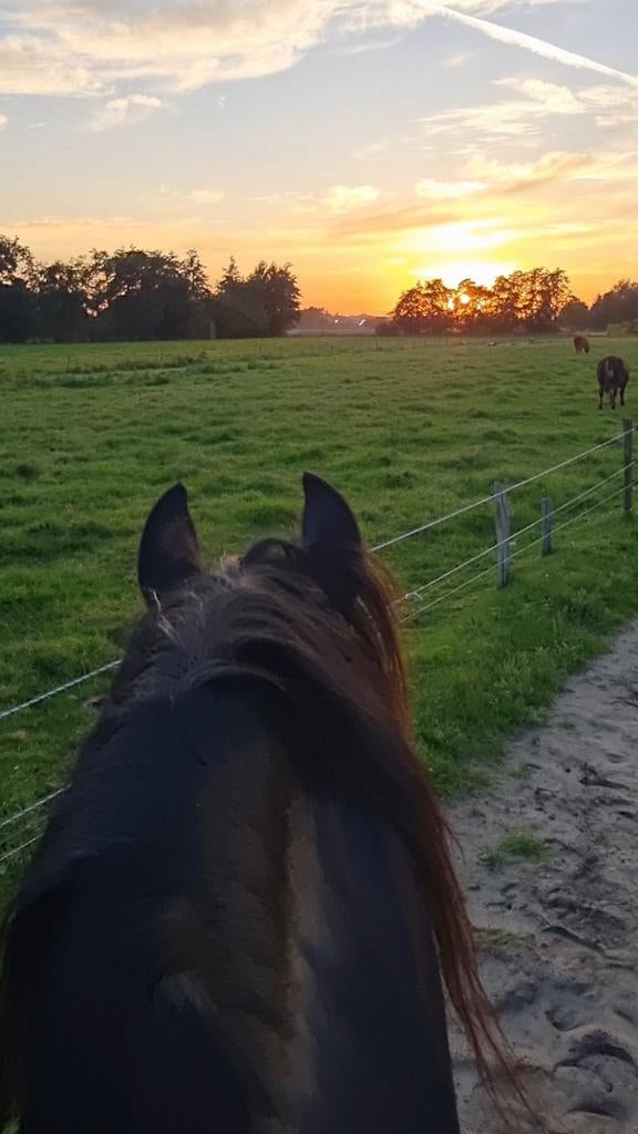 ⭐Superknappe, lieve 5 jarige Friese hengst te koop/lease ⭐, Dieren en Toebehoren, Paarden, Hengst, Dressuurpaard, 3 tot 6 jaar