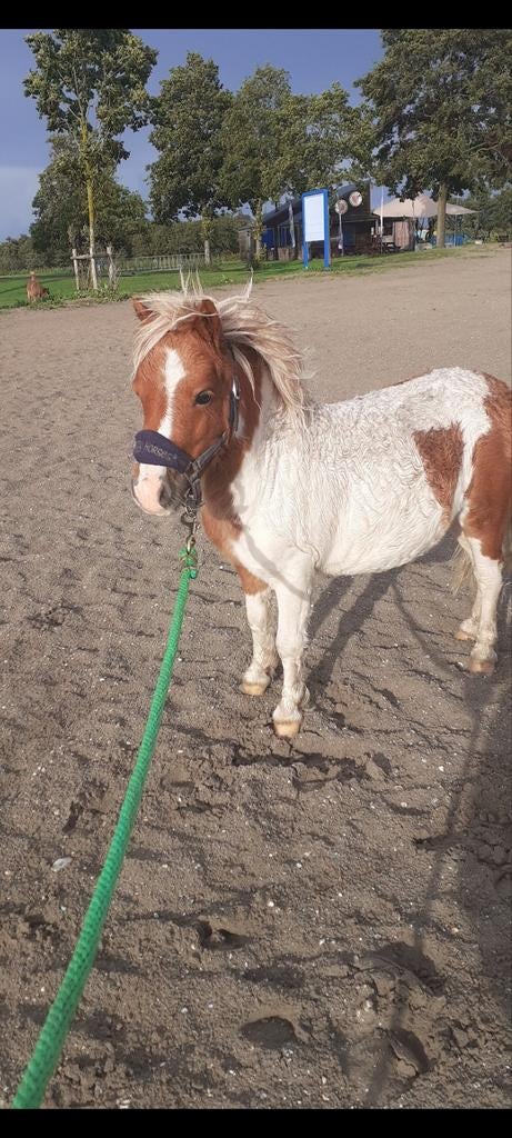 Super leuke Mini shetlander hengstje van net 4 jaar, Hengst, A pony (tot 1.17m), 0 tot 2 jaar