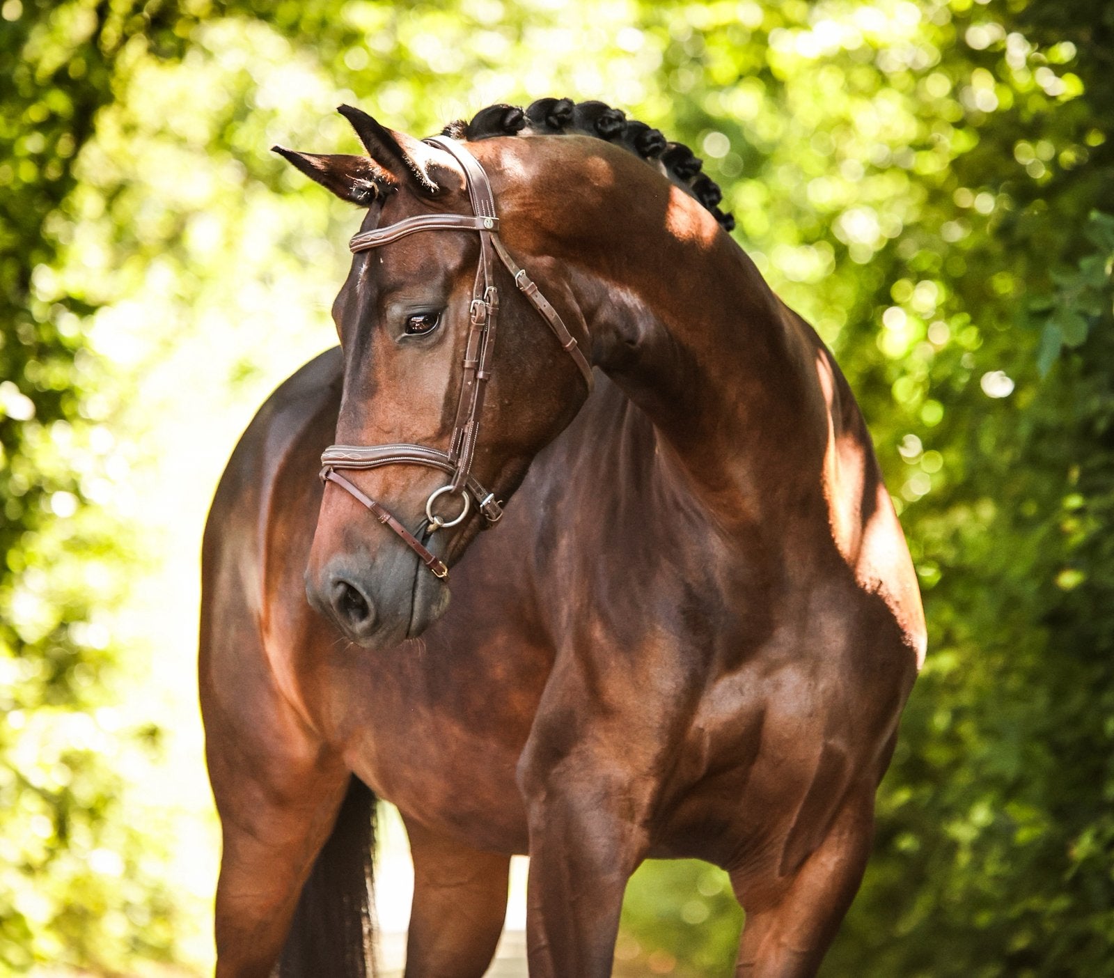 Bloedmooie en lieve  merrie, Merrie, Met stamboom, Dressuurpaard, 3 tot 6 jaar