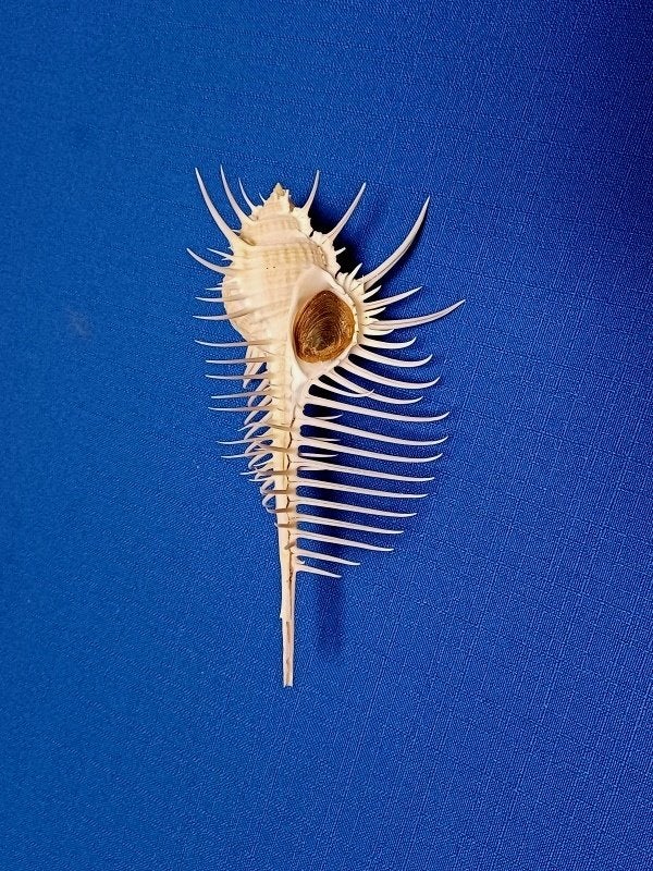 Schelpen, Murex pecten, Ophalen of Verzenden, Schelp(en)