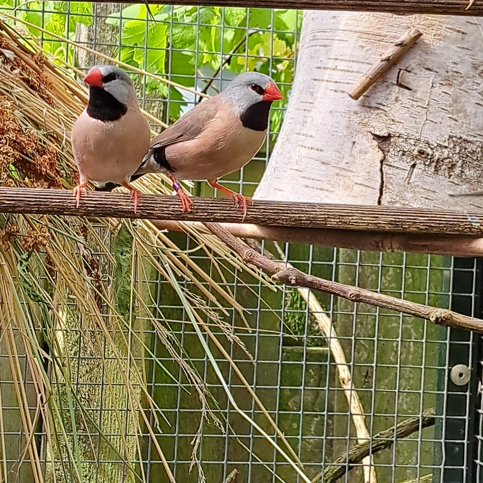 Spitsstaart amadines (2 man, 2 pop), Dieren en Toebehoren, Vogels | Overige Vogels, Meerdere dieren