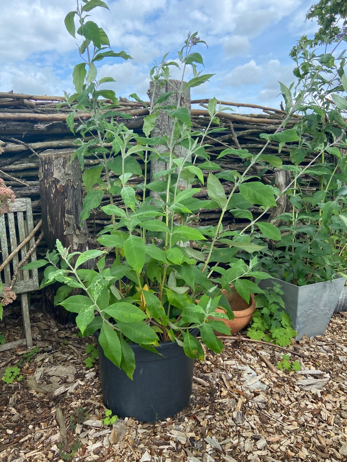 Te koop: grote paarse vlinderstruiken, Tuin en Terras, Planten | Struiken en Hagen, Ophalen of Verzenden, Vlinderstruik