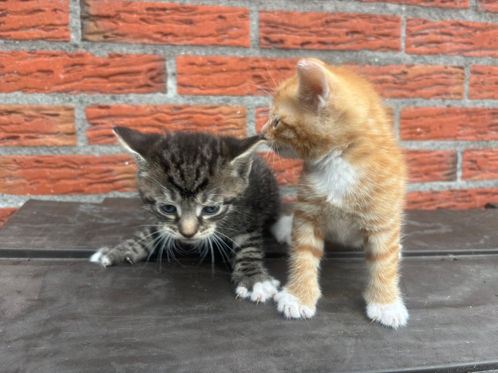Kittens, Dieren en Toebehoren, Meerdere dieren