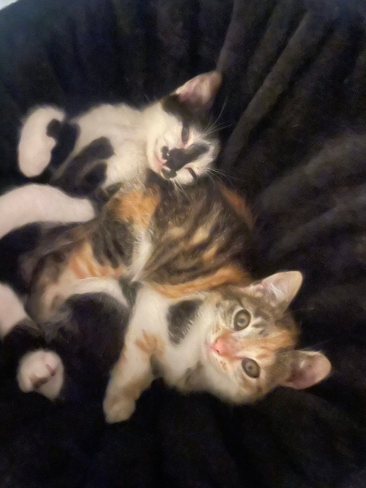 Laatste 2 kittens 50€ en 100€ kruising maine coon, Poes