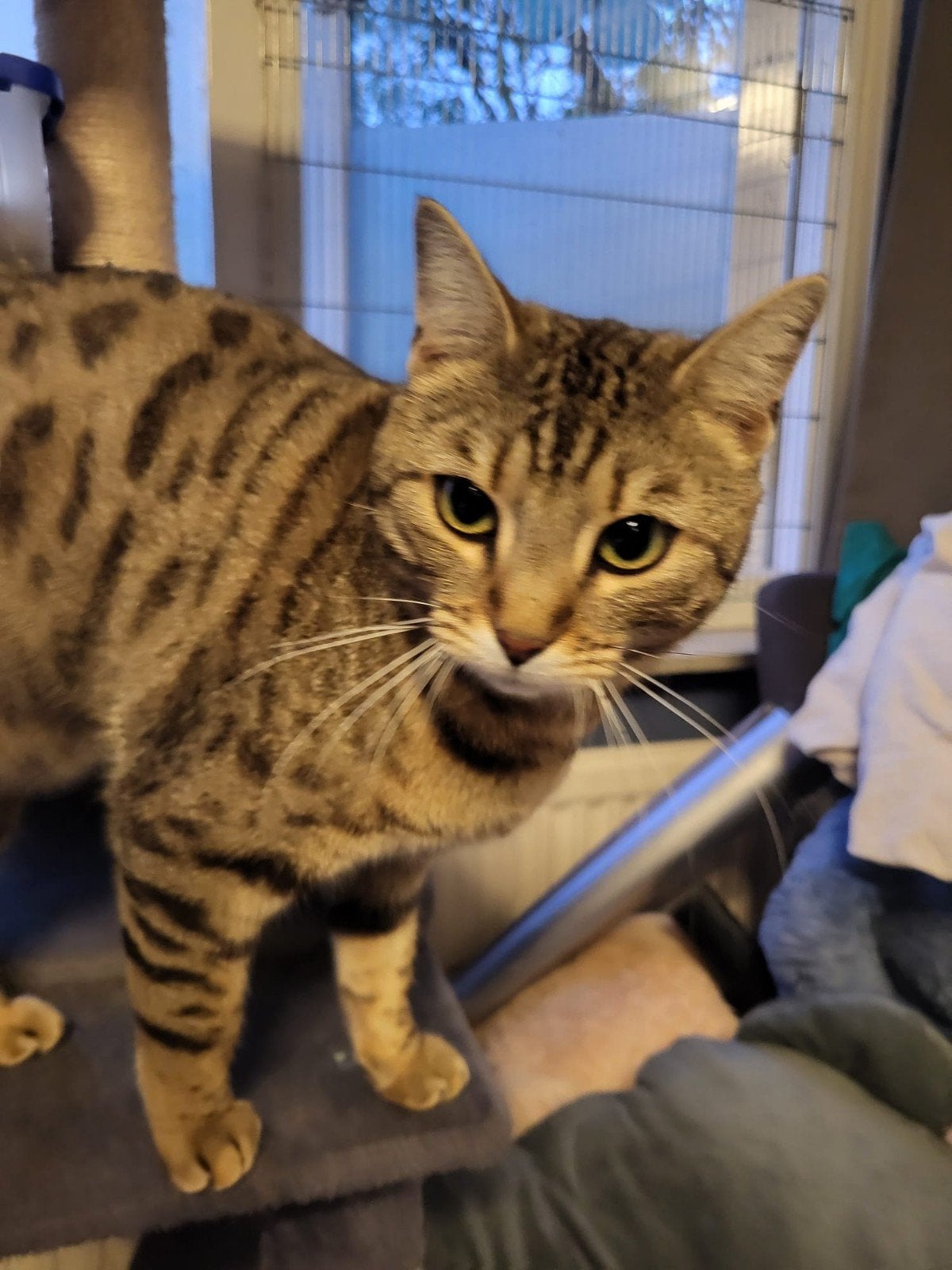 Gratis Yuki zoekt plekje zonder andere katten, Dieren en Toebehoren, Poes, Gechipt, 0 tot 2 jaar