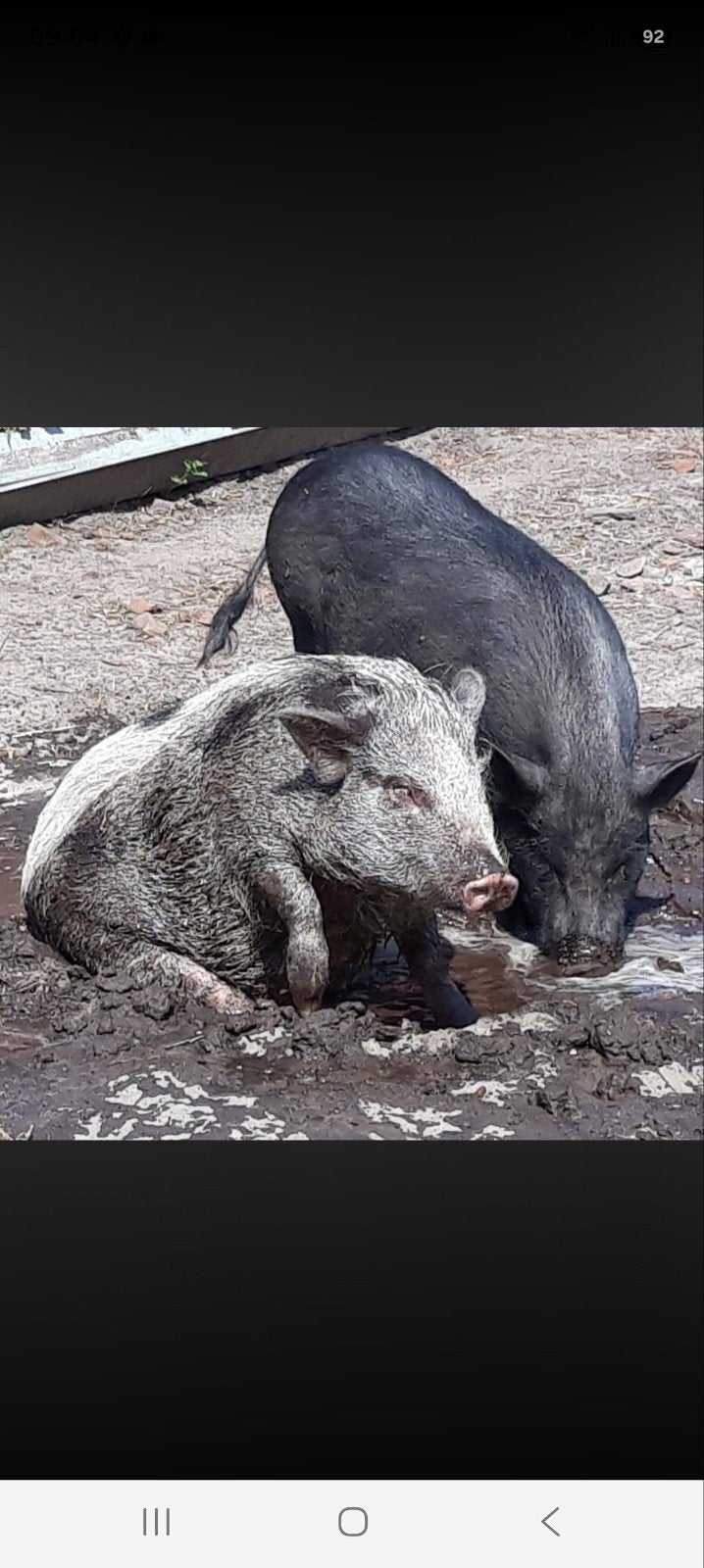2 mini hangbuik varkens, Dieren en Toebehoren