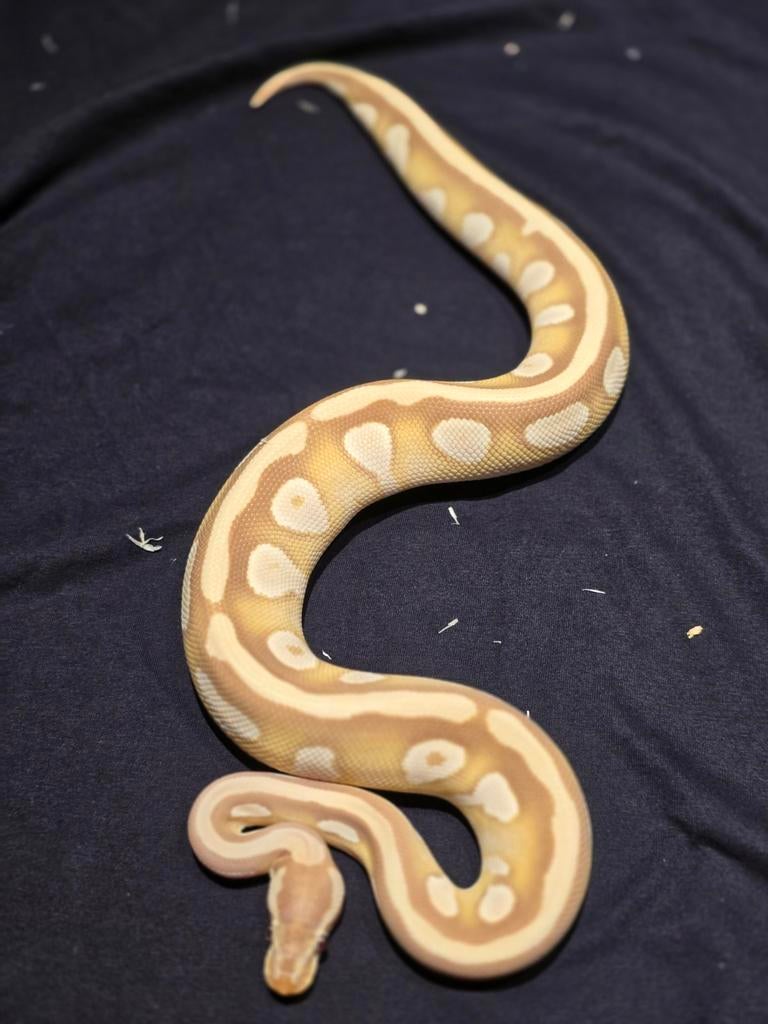 0.1 mojave candy het pied ball python, Slang, 0 tot 2 jaar