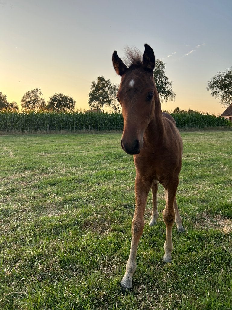 Knap bruin merrieveulen, Dieren en Toebehoren, Pony's, Merrie, 0 tot 2 jaar, A pony (tot 1.17m), Gechipt