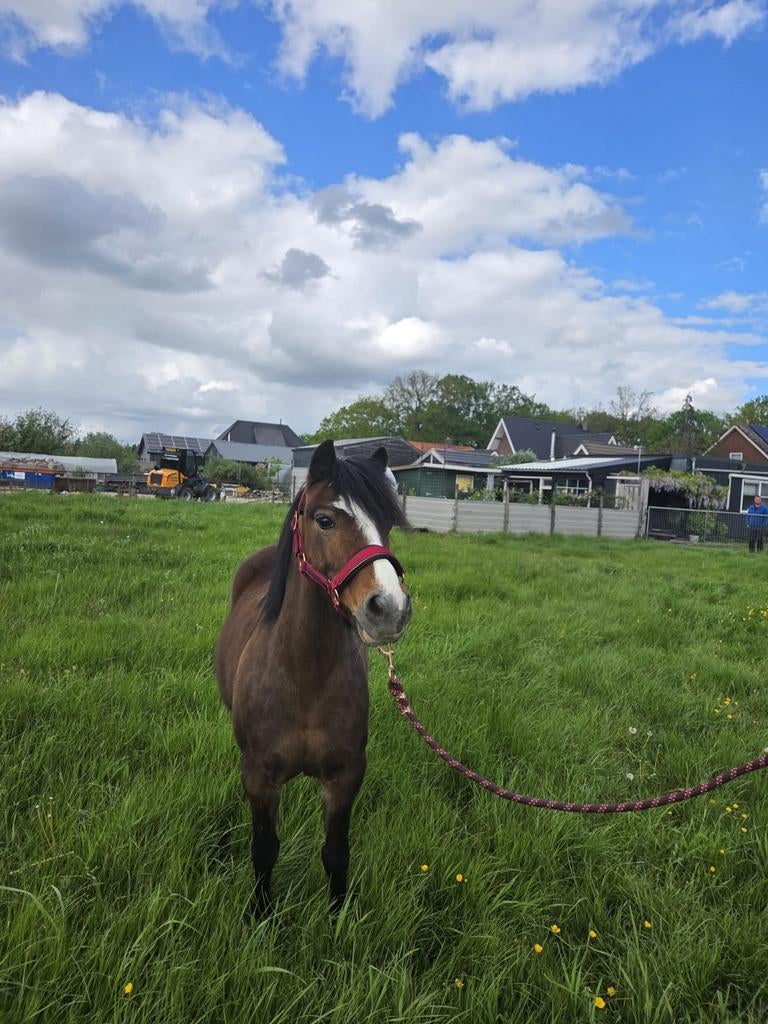Welsh b merrie  aangeboden, Dieren en Toebehoren, Pony's, Merrie