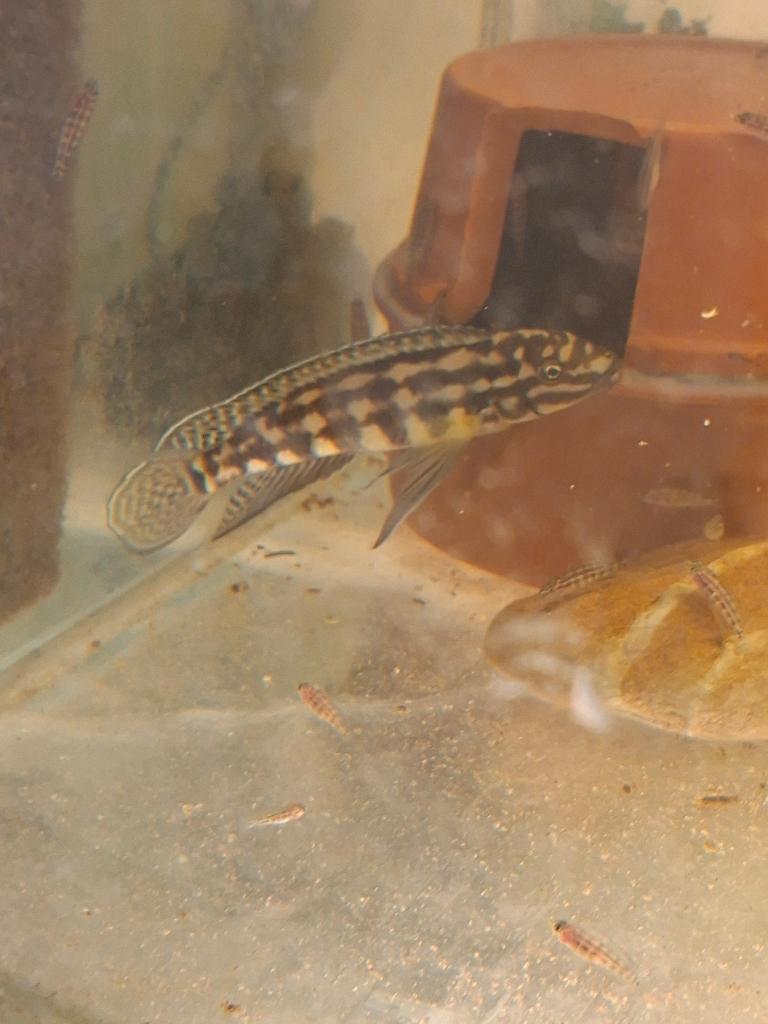 Koppel julidochromis marliere, Vis, Zoetwatervis
