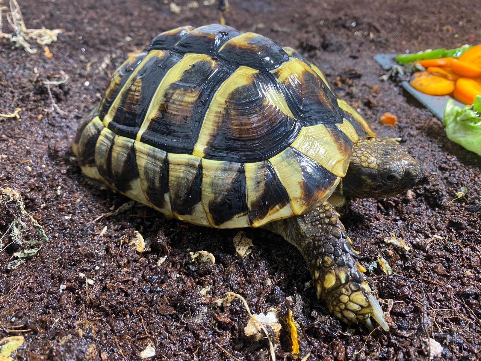 Griekse landschild pad vrouw, 18 cm, Testudo hermanni Tortoise photo 3