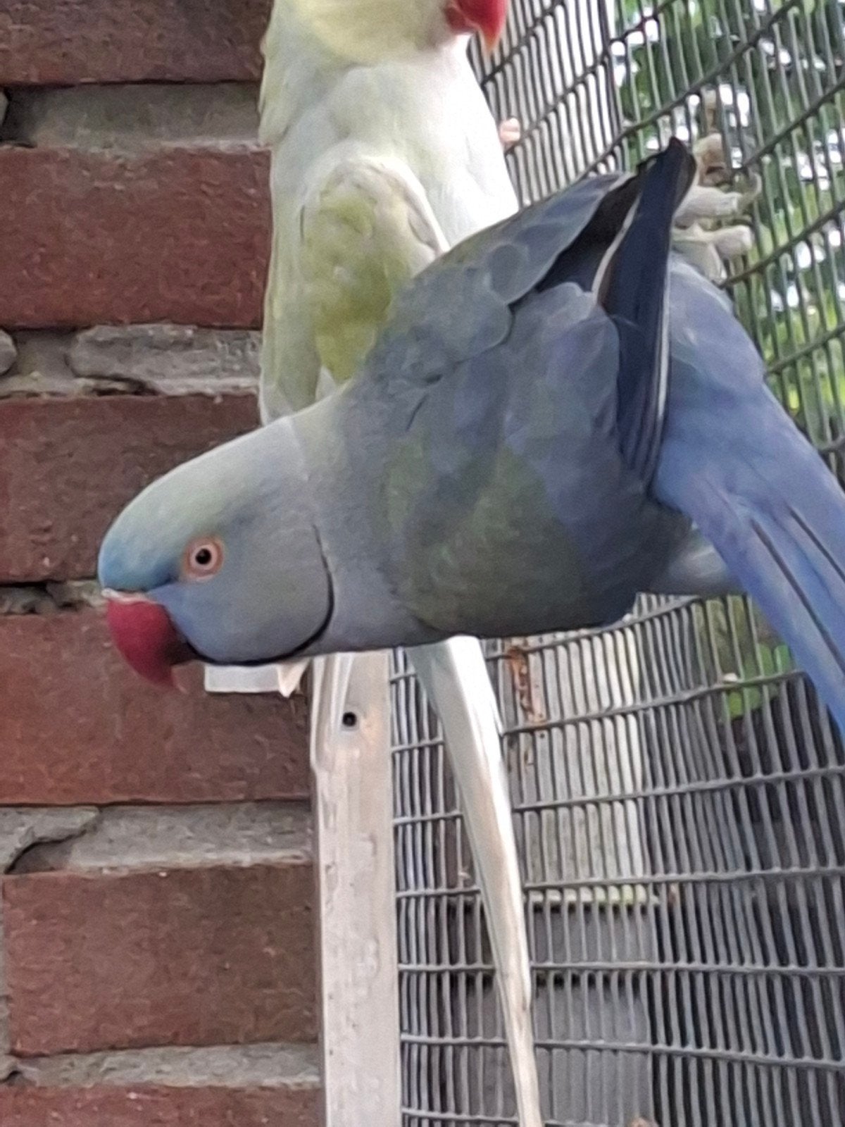 Super mooi koppel halsbanden, Dieren en Toebehoren, Vogels | Parkieten en Papegaaien, Meerdere dieren, Parkiet