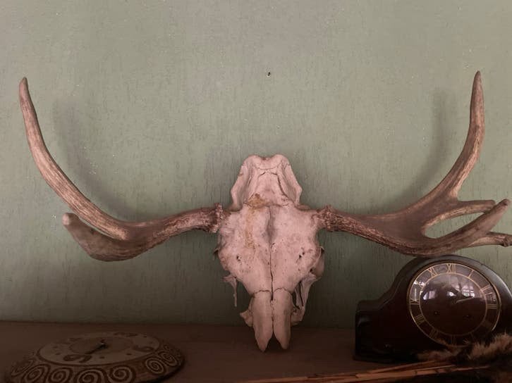 Groot Eland schedel met gewei, Ophalen, Gebruikt, Decoratieobject, Landelijk