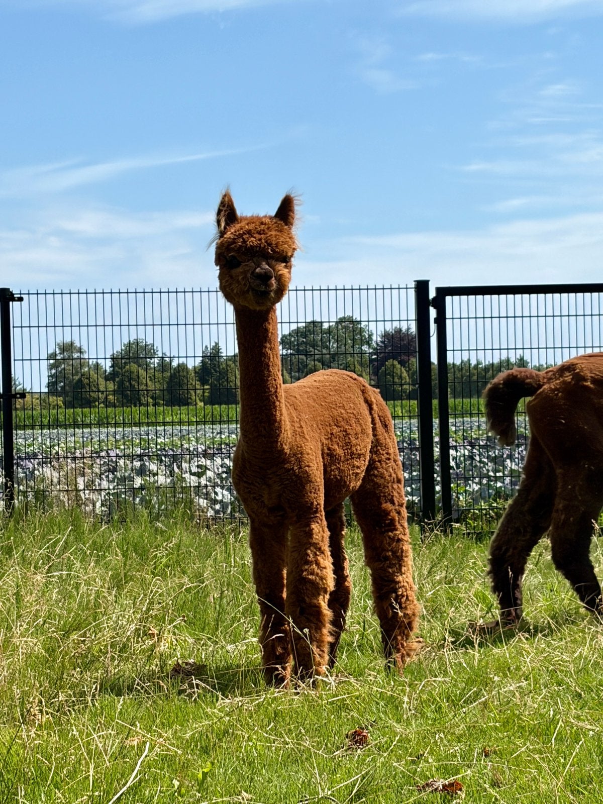 Lieve jonge alpaca merrie, Dieren en Toebehoren, Mei, Vrouwelijk