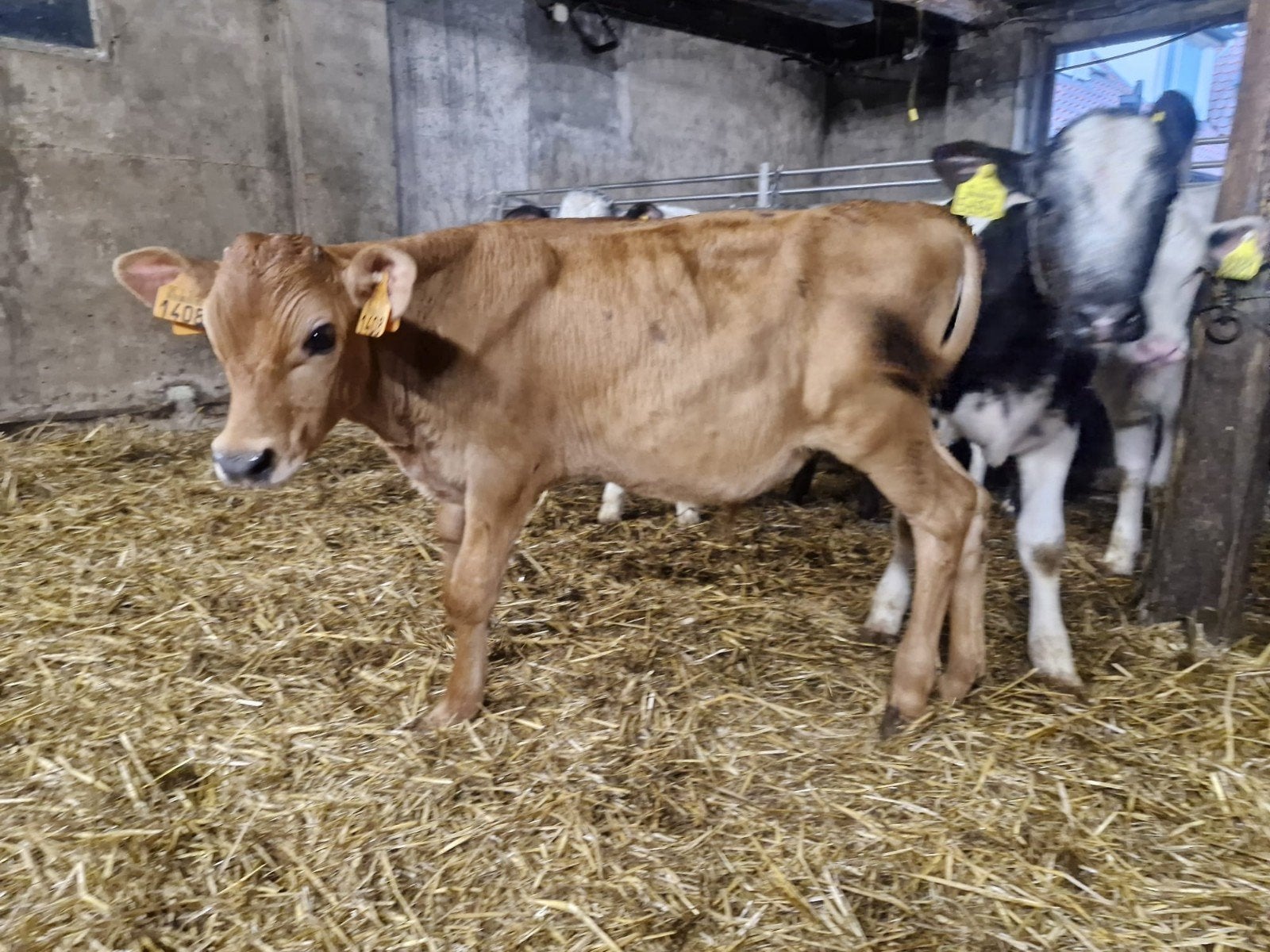 2 leuke stier kalveren  zijn van de melk af eten goed brok, Mannelijk