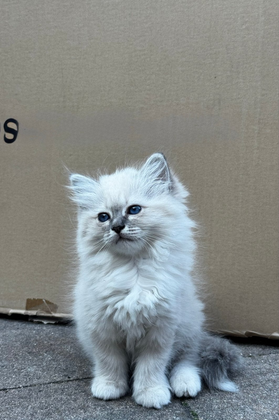 Raszuivere Heilige birmaan met stamboom, Dieren en Toebehoren, Katten en Kittens | Overige Katten, Langharig, 0 tot 2 jaar