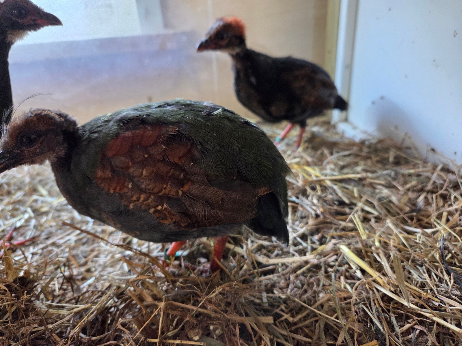 Roul Roul, Dieren en Toebehoren, Geslacht onbekend
