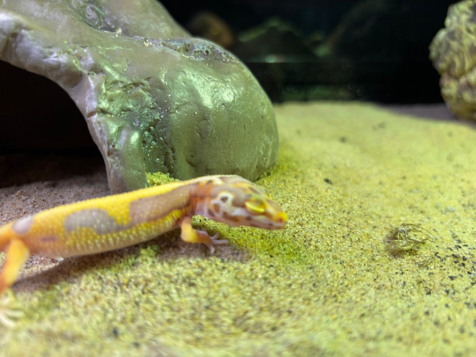 Luipaard gekko Leopard Gecko photo 3