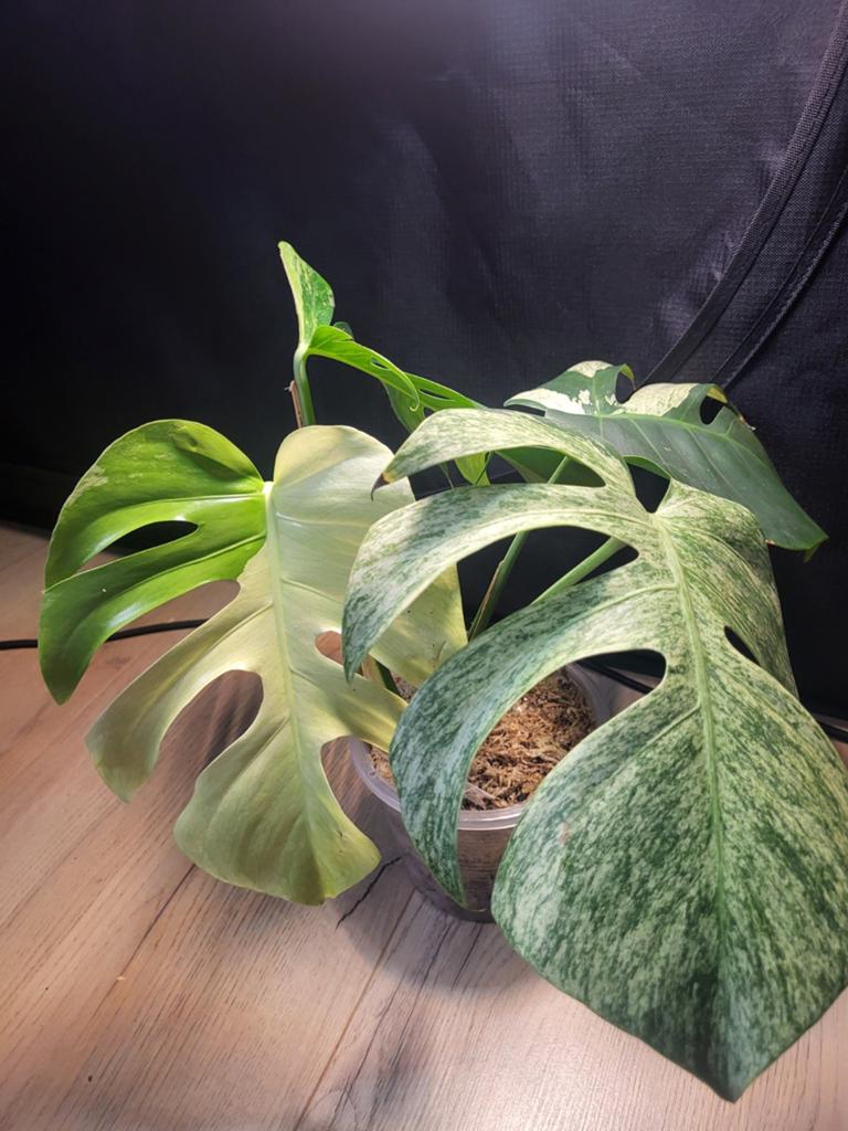 Monstera Jungle mint, Huis en Inrichting, Kamerplanten, Overige soorten, Minder dan 100 cm, Bloeiende kamerplant, Halfschaduw