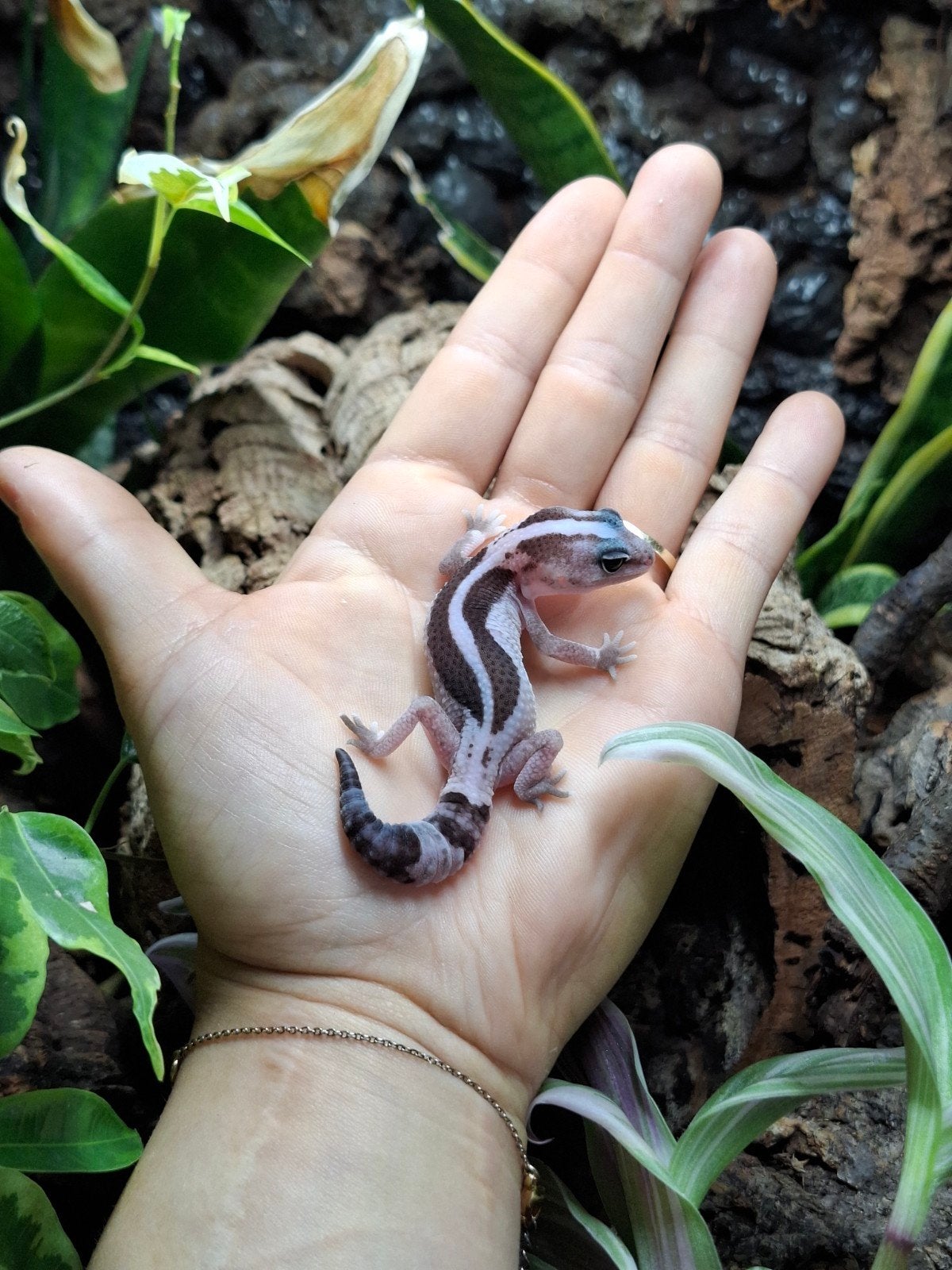 Vetstaartgekko vrouw, Hagedis, 0 tot 2 jaar