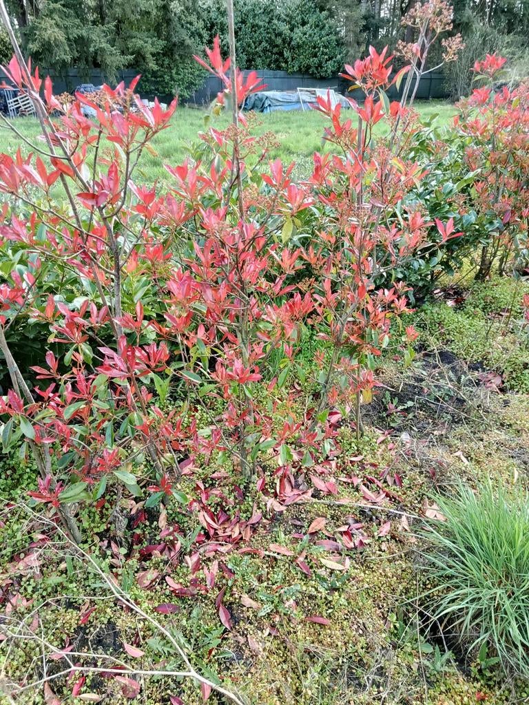 Glans mispel, Photinia Red Robin op stam, Ophalen, Overige soorten, Halfschaduw