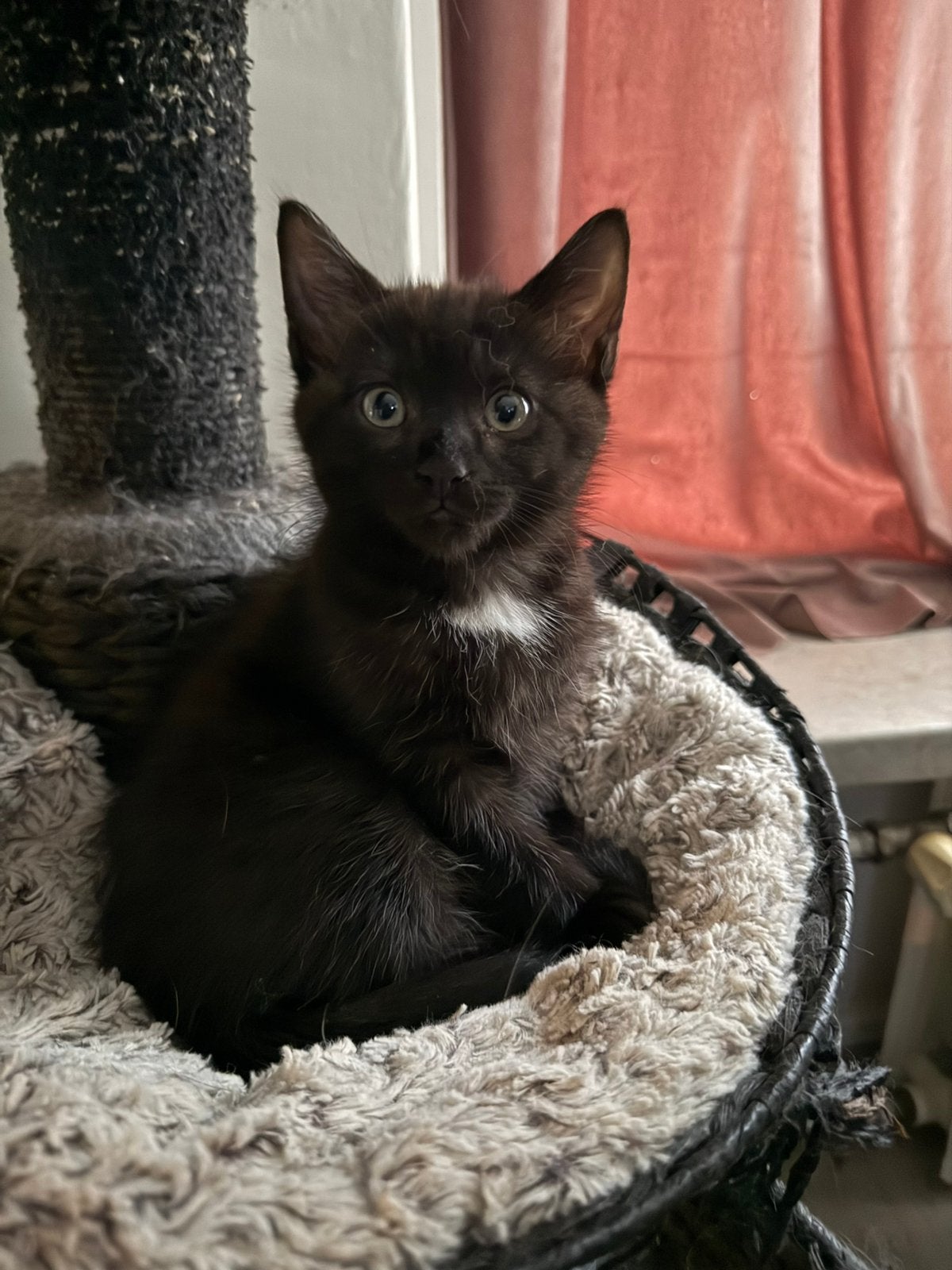 Kitten noorse boskat x onbekend, Dieren en Toebehoren, Kater, Ontwormd, 0 tot 2 jaar