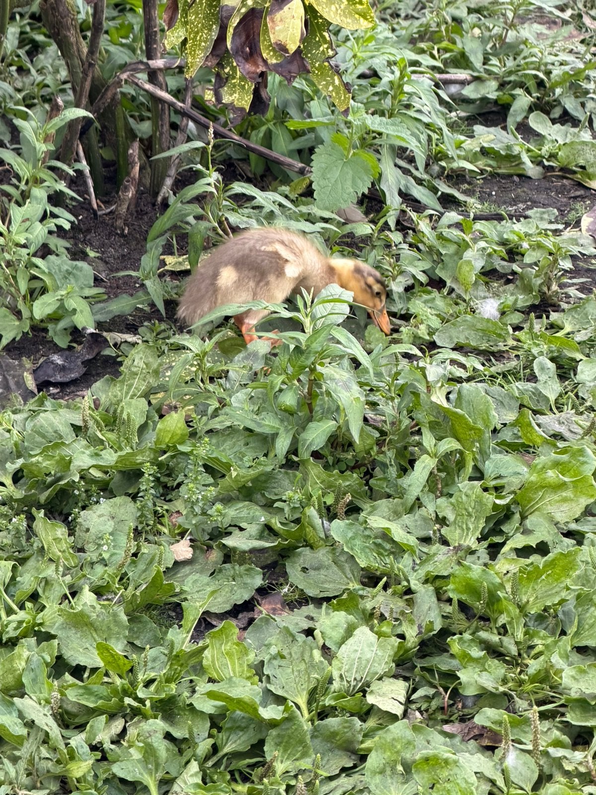 Loopeend pullen 🦆🐥, Meerdere dieren, Eend