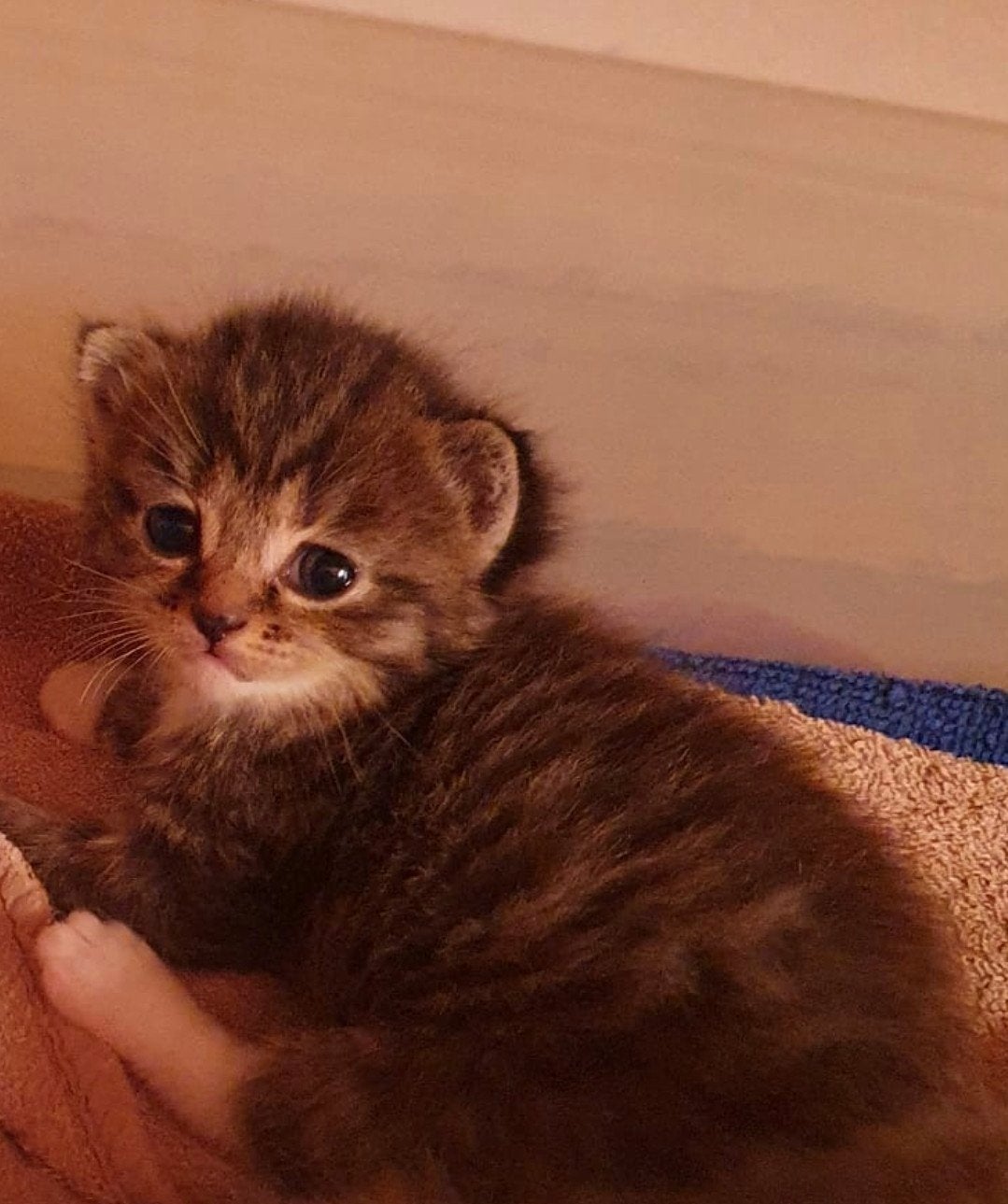 5 britslanghaar kittens tekoop, Dieren en Toebehoren, Katten en Kittens | Raskatten | Langhaar, Meerdere dieren, Ontwormd