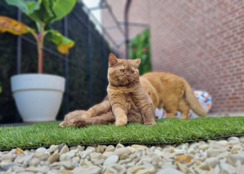 Luxe katten hotel, Diensten en Vakmensen, Particuliere oppas