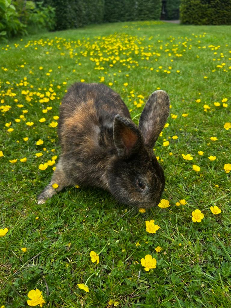 2 Rijnlander rammen, Dieren en Toebehoren, Konijnen, Mannelijk, Middelgroot, 0 tot 2 jaar