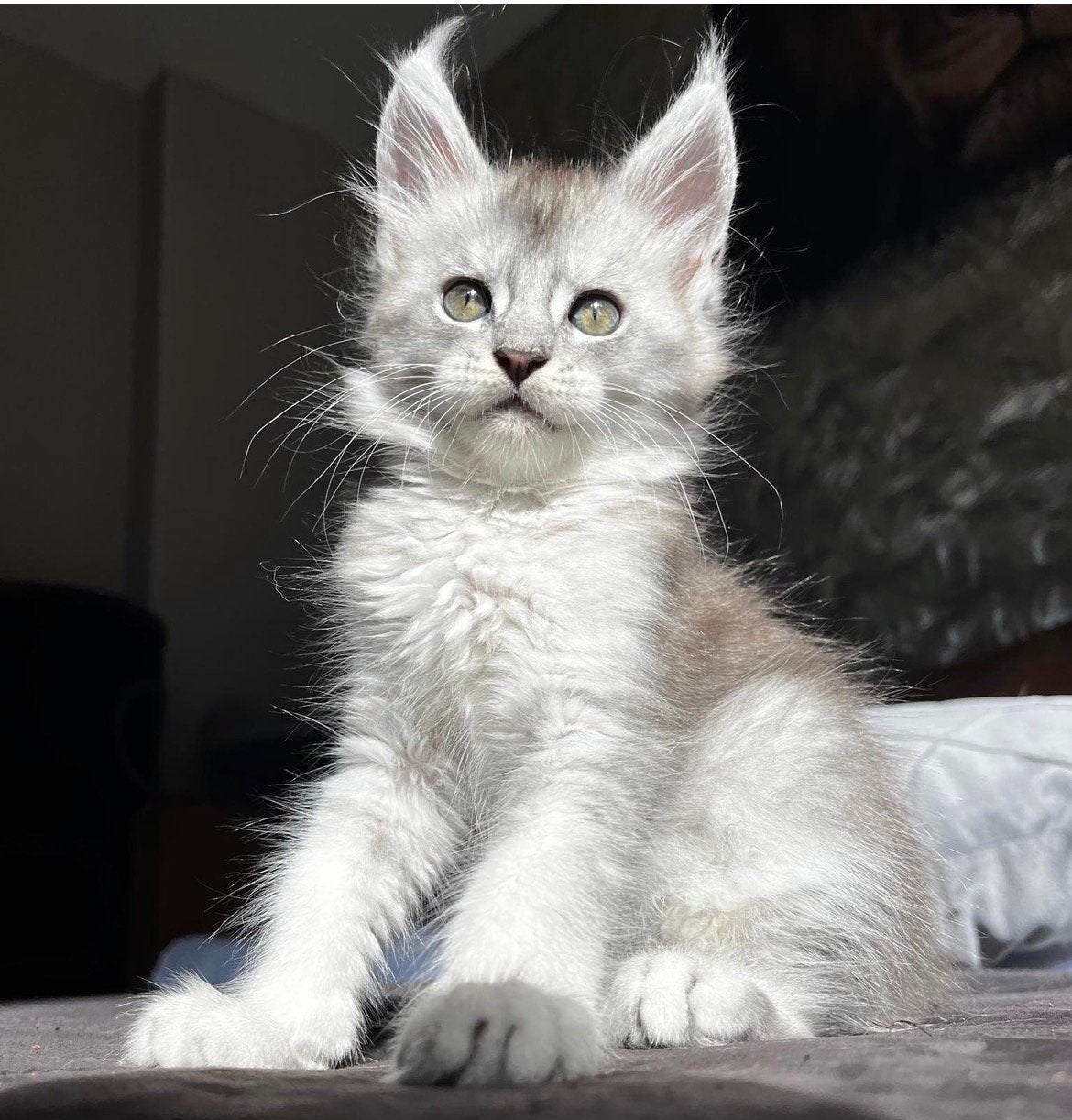 Maine coon kittens, Meerdere dieren, Gechipt