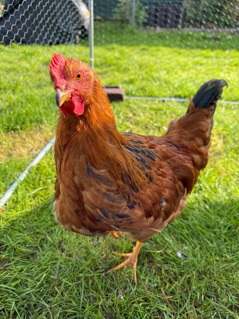 GRATIS Haan 3 maanden oud New Hampshire., Dieren en Toebehoren, Pluimvee, Mannelijk, Kip