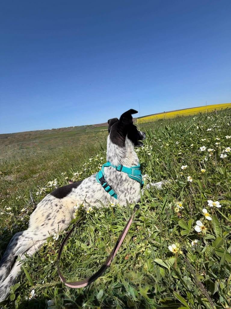 Lief en sociaal puppyreutje Toby zoekt een warm thuis, Dieren en Toebehoren, Honden | Niet-rashonden, Particulier, 15 weken tot 1 jaar