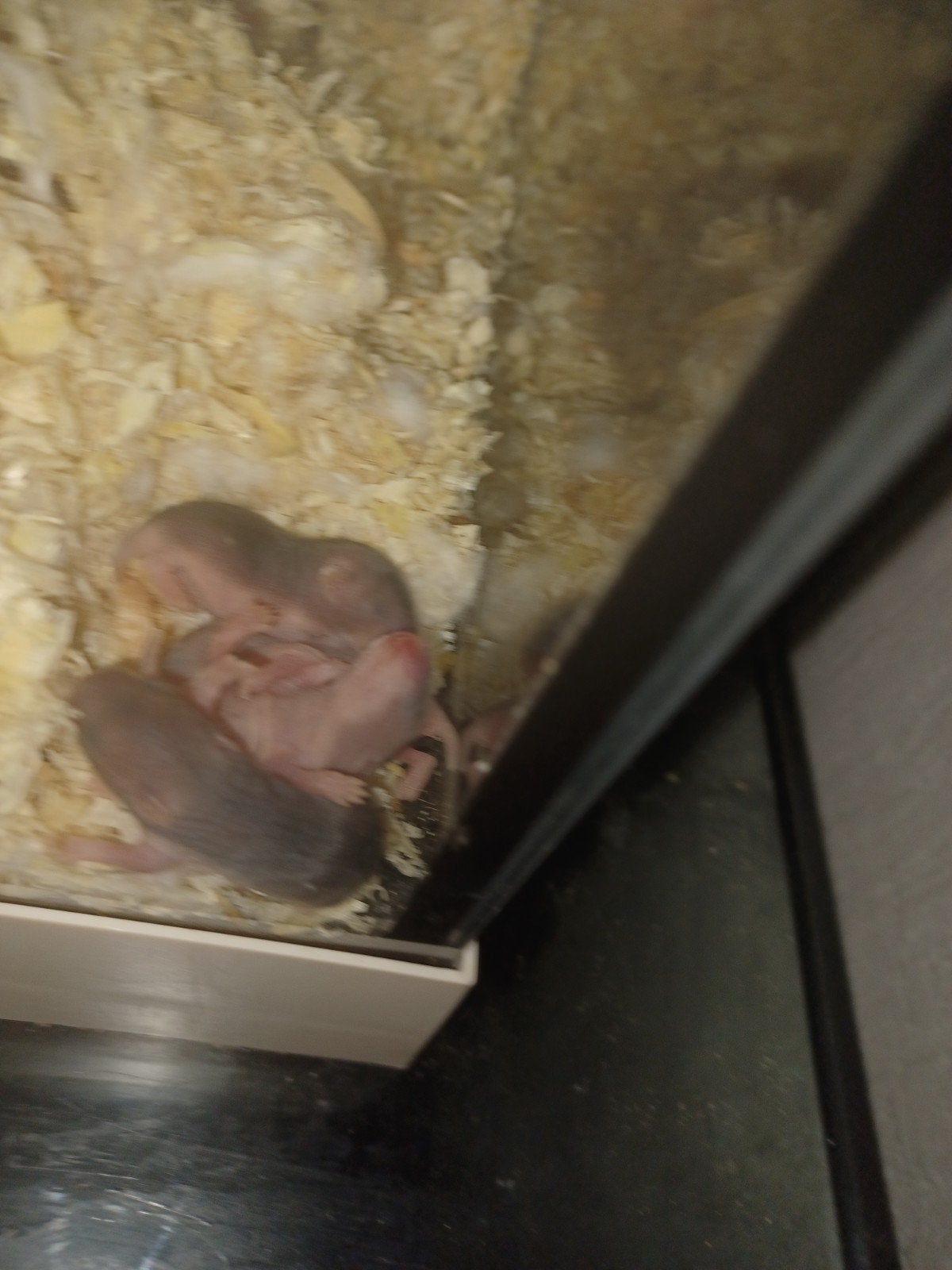 4 Baby Hamsters....Syrische Hamsters, Dieren en Toebehoren, Augustus, Meerdere dieren, Hamster