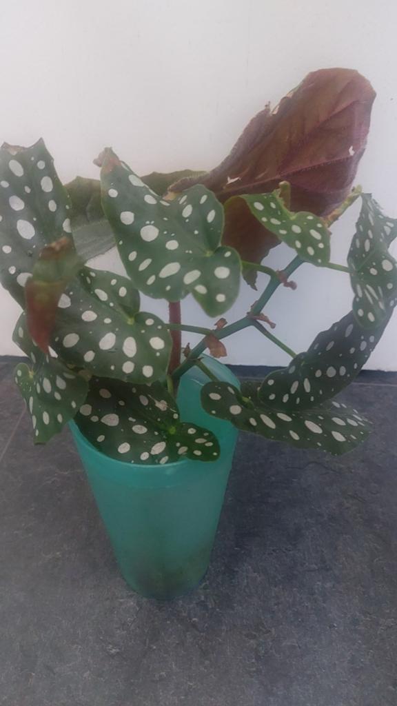 Begonia maculata, Ophalen of Verzenden, Halfschaduw, Minder dan 100 cm